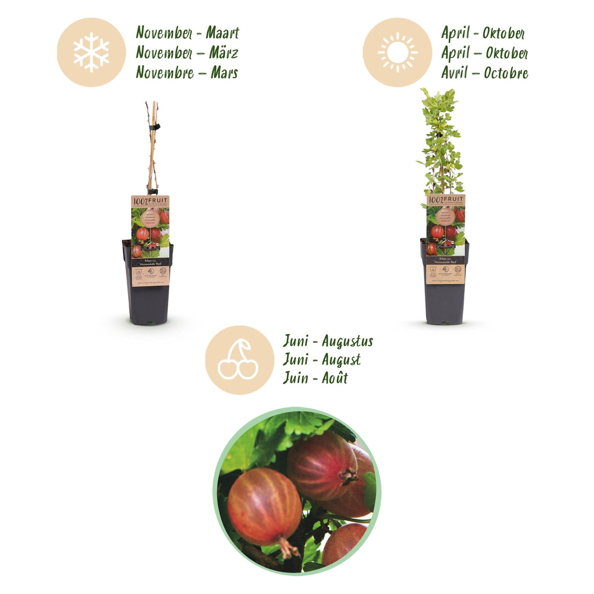 Green boutiQ - Fruit Plant - Ribes uva-crispa Hinnonmäki Röd - Gooseberry - Hardy - Red Currant - 2 Plants - Pot 15cm - Height 50cm 