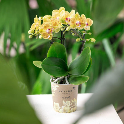 Orchidee Lima Gelb im Malaga Ziertopf Hellorange – Ø9cm – 2-3 kräftigen Stiele – Fröhliche Zimmerpflanze – Sommerliches Wohnhighlight 