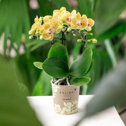Orchidee Lima Gelb im Malaga Ziertopf Hellorange – Ø9cm – 2-3 kräftigen Stiele – Fröhliche Zimmerpflanze – Sommerliches Wohnhighlight 
