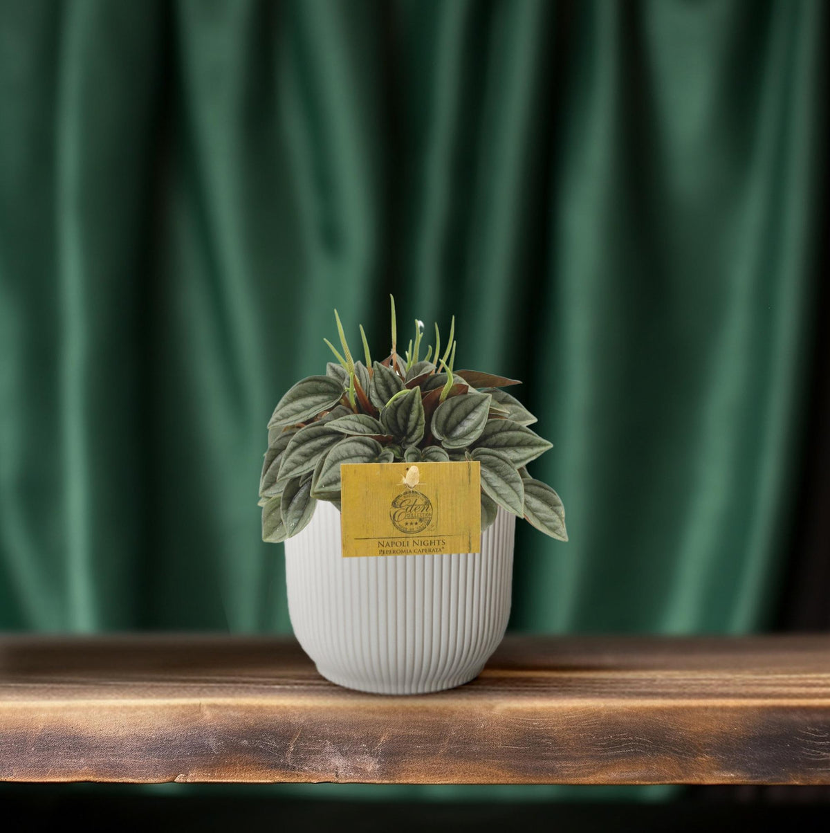 Peperomia Napoli Nights – Zimmerpflanze – Ø10,5cm – ca. 15cm hoch – Pflegeleichte, luftreinigende Sukkulente – Für Wohnung & Büro 