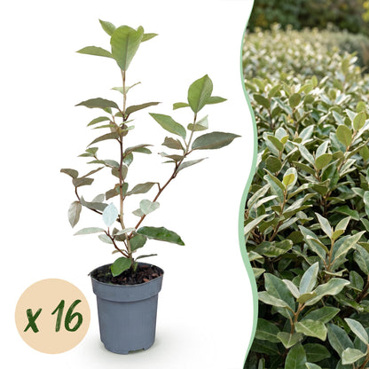 Ölweide 'Compacta' – Elaeagnus ebbingei 'Compacta' – 16 Heckenpflanzen – Topf Ø9cm – Höhe 25-35cm