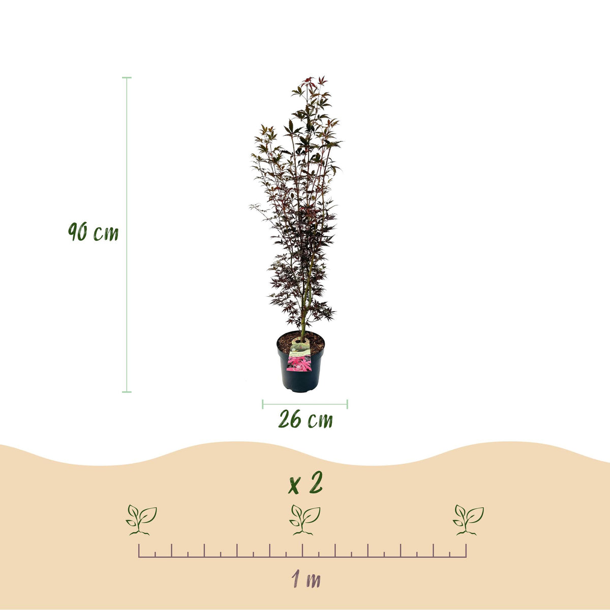 Green boutiQ - Gartenpflanze - Acer palmatum Skeeters Broom - Japanischer Ahorn - Laubabwerfend - Rot - 1 - Topf 26cm - Höhe 90cm 