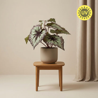 Begonie Kunstpflanze – ca.26cm – Grau-violette Blätter – UV-beständig – Künstliche Pflanze im Topf – Pflegefreie Deko für Innen & Außen Balkon Terrasse - Oasis of Life
