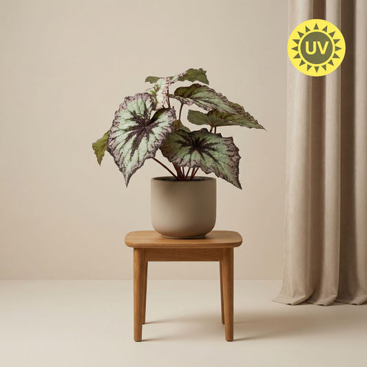 Begonie Kunstpflanze – ca.26cm – Grau-violette Blätter – UV-beständig – Künstliche Pflanze im Topf – Pflegefreie Deko für Innen & Außen Balkon Terrasse - Oasis of Life
