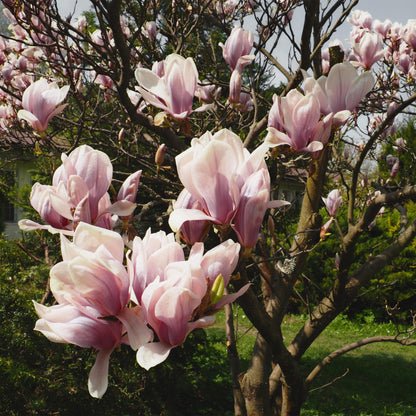 Tulpen-Magnolie Magnolia Soulangiana – Strauch/Baum – Blüten Hellrosa – Frühjahrsblüher – Pflegeleicht – 17cm Höhe 45cm – Für Garten & Terrasse 