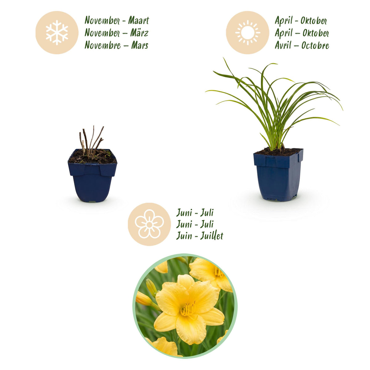Taglilie 'Stella d' – Hemerocallis 'Stella d'Oro' – Topf Ø11cm – Bienenfreundliche Staude für Garten & Balkon – Ansicht 4