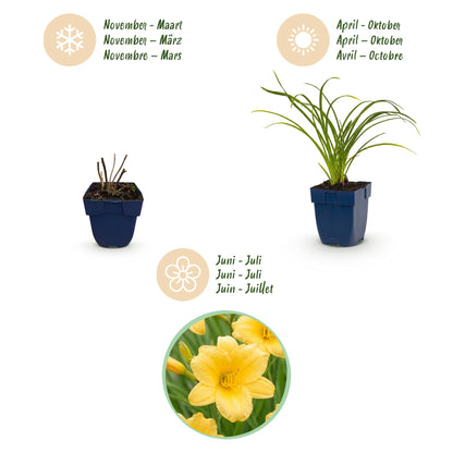 Taglilie 'Stella d' – Hemerocallis 'Stella d'Oro' – Topf Ø11cm – Bienenfreundliche Staude für Garten & Balkon – Ansicht 4