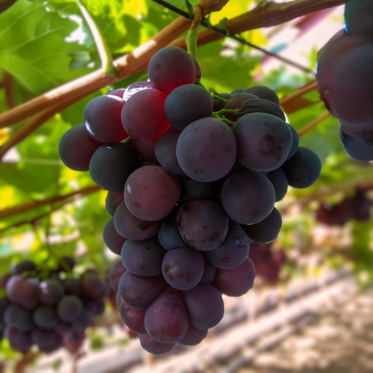 Weinrebe – Vitis vinifera Himrod – Kernlose Trauben – 2 Pflanzen – Obstpflanze – 15cm – Höhe 50cm 