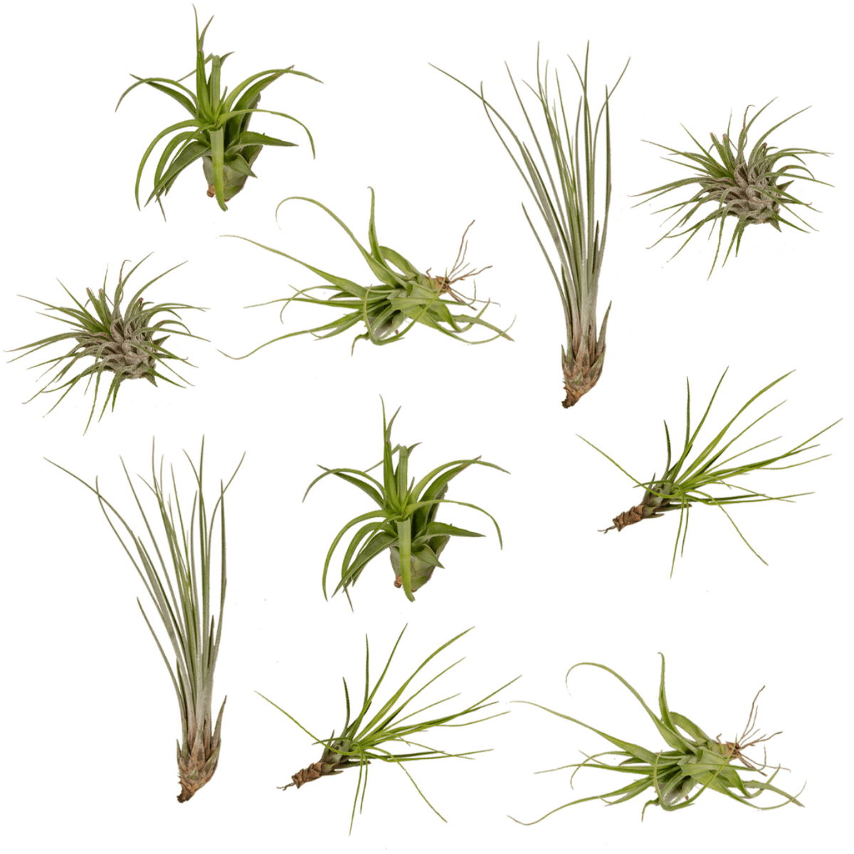 Tillandsia Air Mix – 10 Luftpflanzen – Ø6cm – ca. 6cm hoch – Pflegeleichte Tillandsien-Mischung – Für kreative Deko & helle Innenräume 