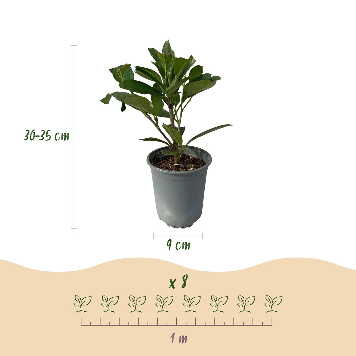 Kirschlorbeer - Prunus laurocerasus Caucasica - Heckenpflanze - Blatt grün - 8 Pflanzen - 1 laufenden Meter - immergrün - Topf 9cm Höhe 30-35cm 