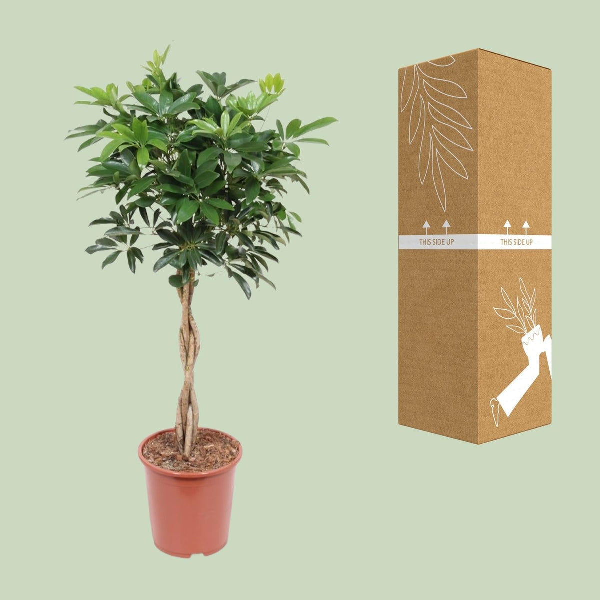 Schefflera Arboricola Compacta - Ø27cm - ↕120cm 