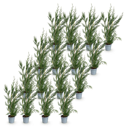 Leyland-Zypresse – Cupressocyparis leylandii – 16 Heckenpflanzen – Topf Ø9cm – Höhe 30-40cm – Ansicht 2