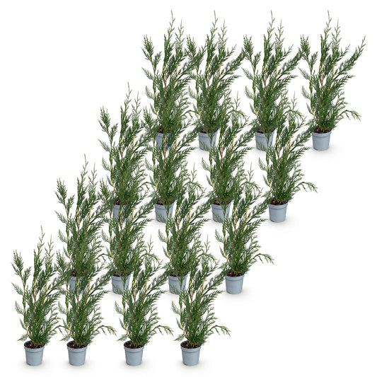 Leyland-Zypresse – Cupressocyparis leylandii – 16 Heckenpflanzen – Topf Ø9cm – Höhe 30-40cm – Ansicht 2
