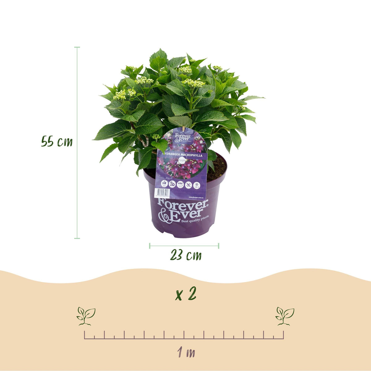 Hortensie Forever & Ever Lila – Hydrangea macrophylla – Lila – Balkonpflanze – Im 23 cm Topf – Ca. 55 cm hoch – 7–12 Blüten – Für Balkon, Terrasse & Beet – Robust & Langblühend 
