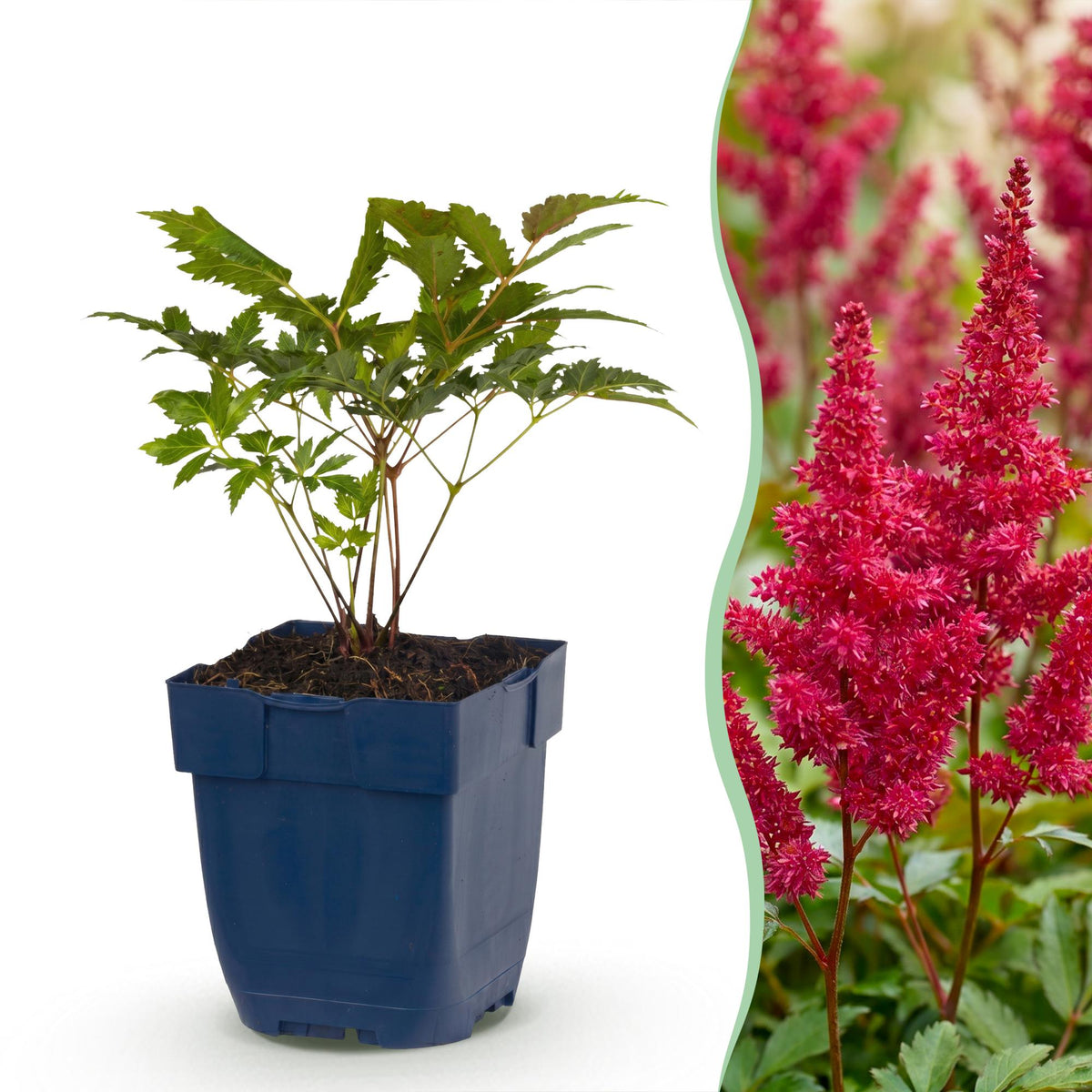 Prachtspiere 'Fanal' – Astilbe arendsii 'Fanal' – Topf Ø11cm – Bienenfreundliche Staude für Garten & Balkon – Ansicht 2