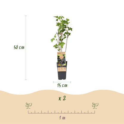 Green boutiQ - Fruit plant - Ribes nigrum Ben Nevis - Berry plant - Winter hardy - Blackcurrant - 2 Plants - Pot 15cm - Height 50cm 