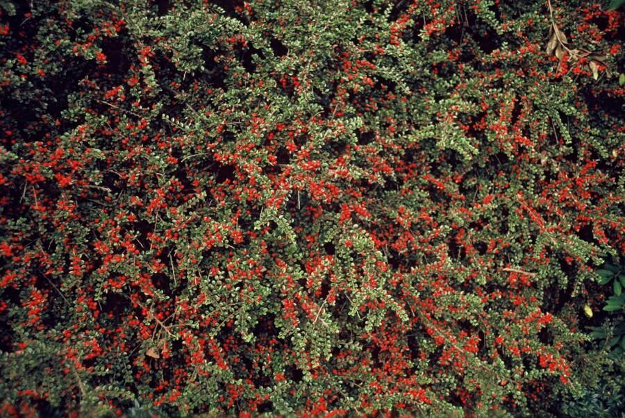 Cotoneaster horizontalis – 24 Pflanzen – ↕10-25 cm – Ø9 cm – Winterharter Zierstrauch – Rote Beeren – Pflegeleicht & Vogelfreundlich 