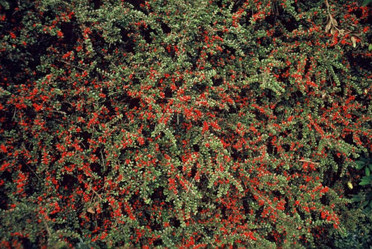 Cotoneaster horizontalis – 24 Pflanzen – ↕10-25 cm – Ø9 cm – Winterharter Zierstrauch – Rote Beeren – Pflegeleicht & Vogelfreundlich 