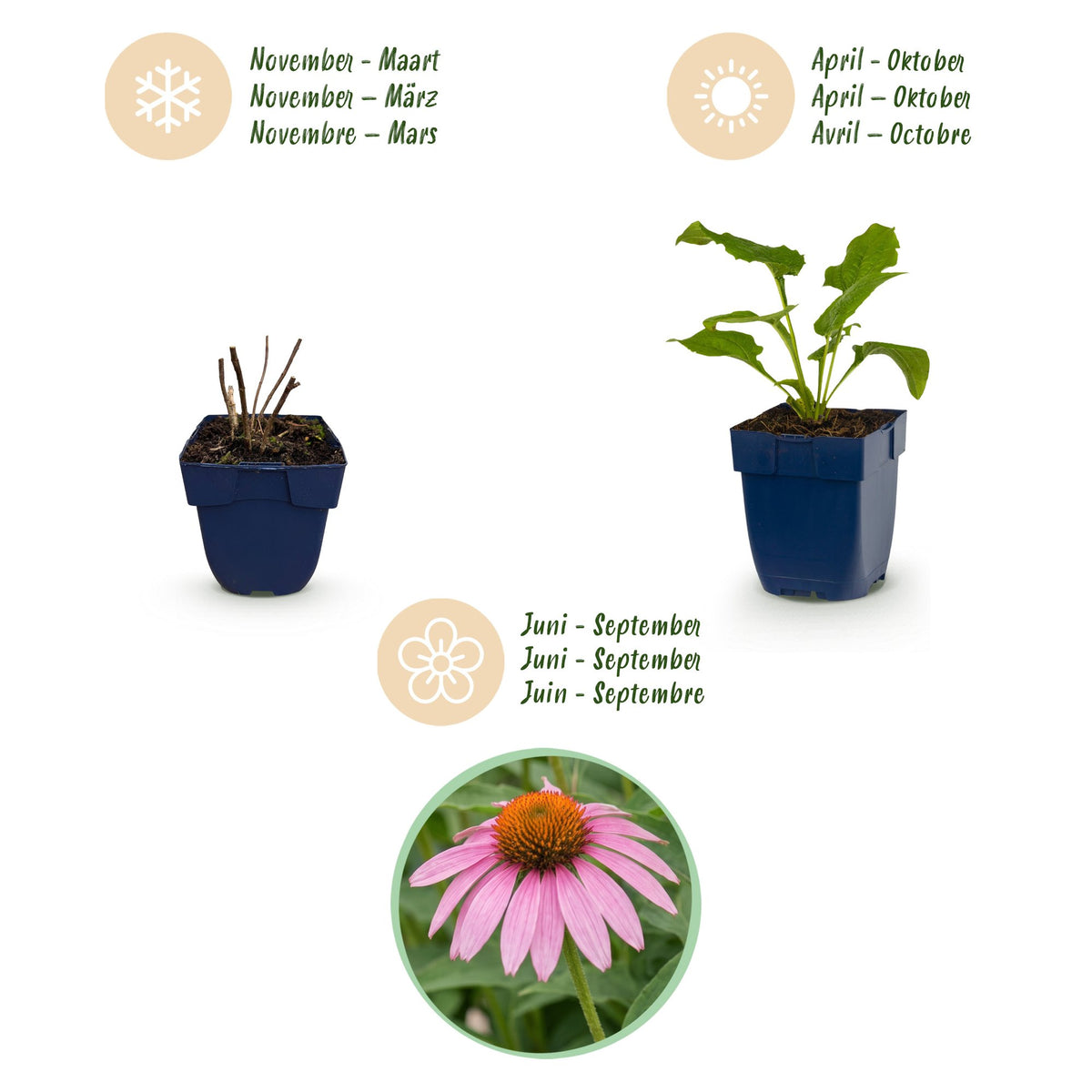 Sonnenhut 'Magnus' (purpurrot) – Echinacea purpurea 'Magnus' – Topf Ø11cm – Ansicht 4