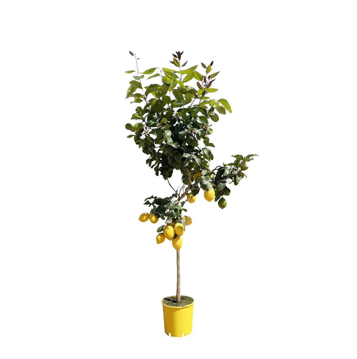 Zitronenbaum – Citrus limon – ca. 150 cm hoch – Ø24 cm – duftende Blüten & essbare Zitronen – immergrüne Zimmer- & Terrassenpflanze 
