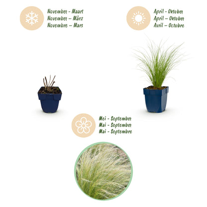 Federgras 'Ponytails' – Stipa tenuissima 'Ponytails' – 6 Pflanzen – Topf Ø11cm – Staude für Garten & Balkon – Ansicht 4