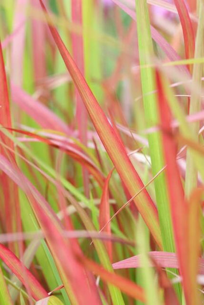 Japanisches Blutgras Imperata cylindrica 'Red Baron' – ↕10-25cm – Ø9cm – 6 Pflanzen – Winterhartes Ziergras mit roten Blattsp