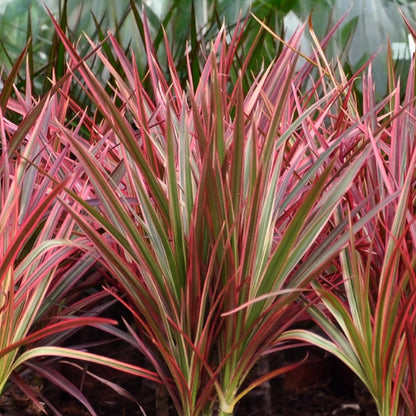 Green boutiQ - Zimmerpflanzen - Dracaena Magenta - Drachenblutbaum - Wenig Pflege - Rot - 1 Pflanze - Topf 17cm - Höhe 70-80cm 