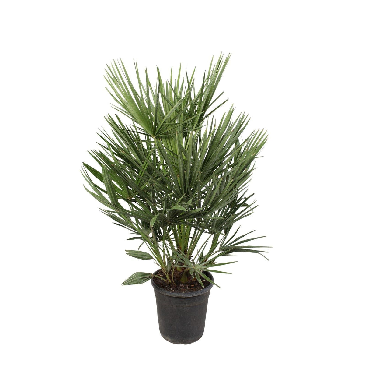Grüne Zwergpalme Chamaerops humilis – Zimmerpflanze 100cm – Ø21cm – Mediterrane Palme – Winterhart – Pflegeleicht & Robust 
