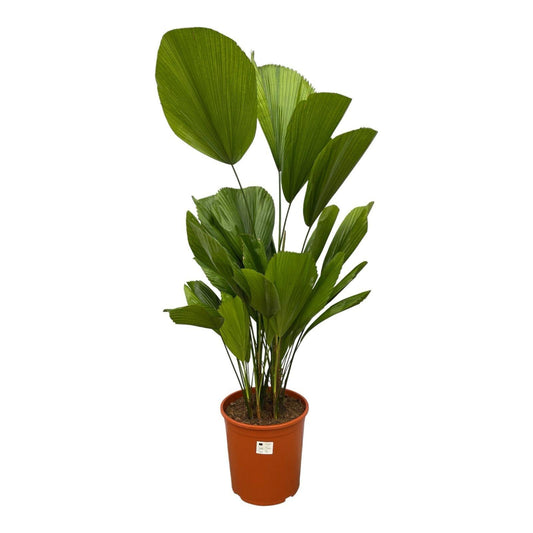 Fächerpalme – Licuala Grandis – Zimmerpflanze – Ø24cm – ↕100cm – Exotischer Blickfang mit großen Fächerblättern – Für Innen & Schattenplätze 