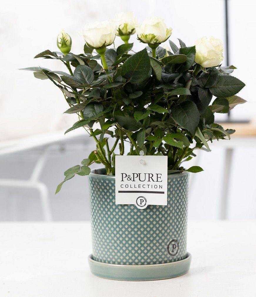 Rosa White In P&PURE Lauren Ceramics - Ø12cm - ↕30cm 