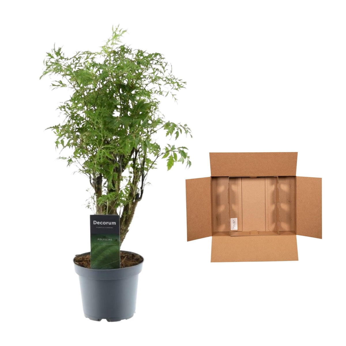 Polyscias Hawaiiana Ming 45cm – Ø12cm – Dekorative Zimmerpflanze mit dichtem, tiefgrünem Blattwerk – Pflegeleicht & ideal für Wohnzimmer, Büro & moderne Innenräume 