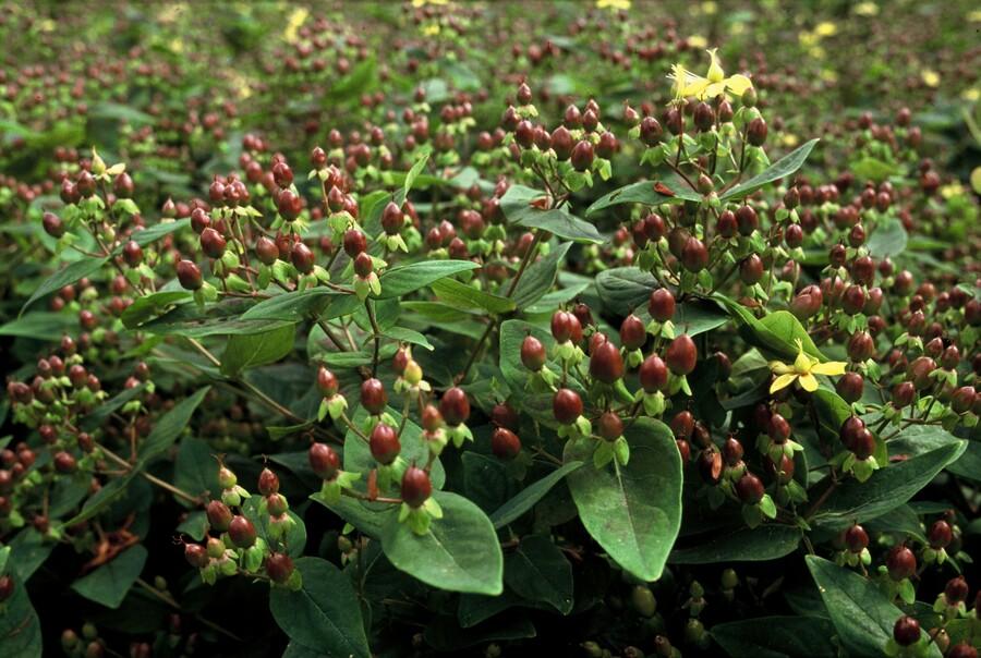 Johanniskraut Hypericum inodorum – 24 Pflanzen – ↕10-25 cm – Ø9 cm – Leuchtend gelbe Blüten – Pflegeleichter Strauch – Bienenfreundlich & robust 