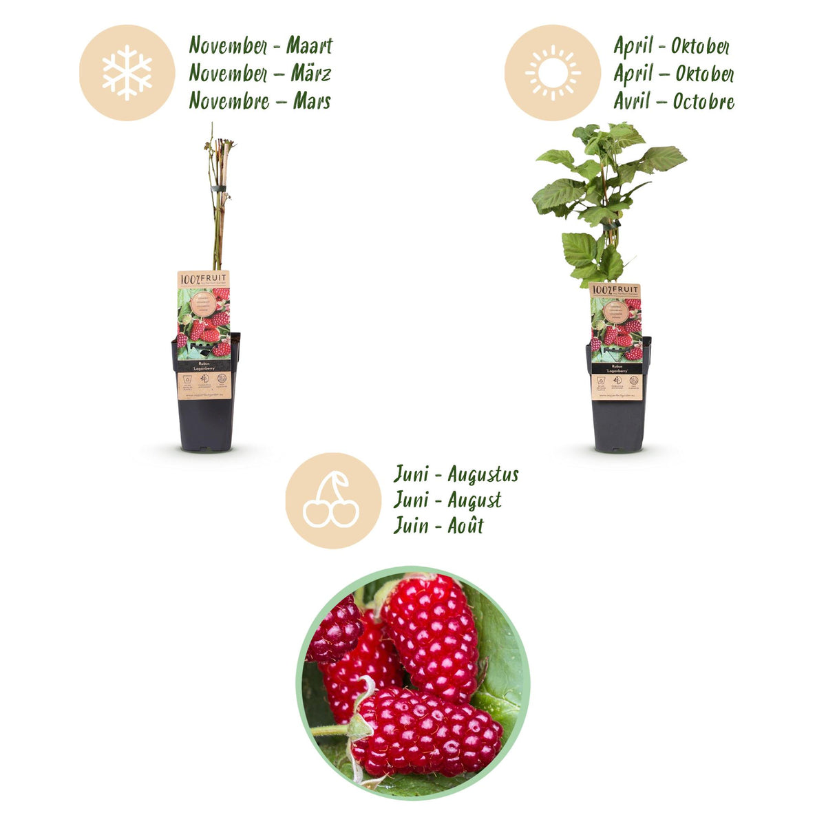 Green boutiQ - Fruit Plant - Rubus Thornless Loganberry - Thornless Raspberry - Hardy - Red Fruit - 2 Plants - Pot 15cm - Height 50cm 