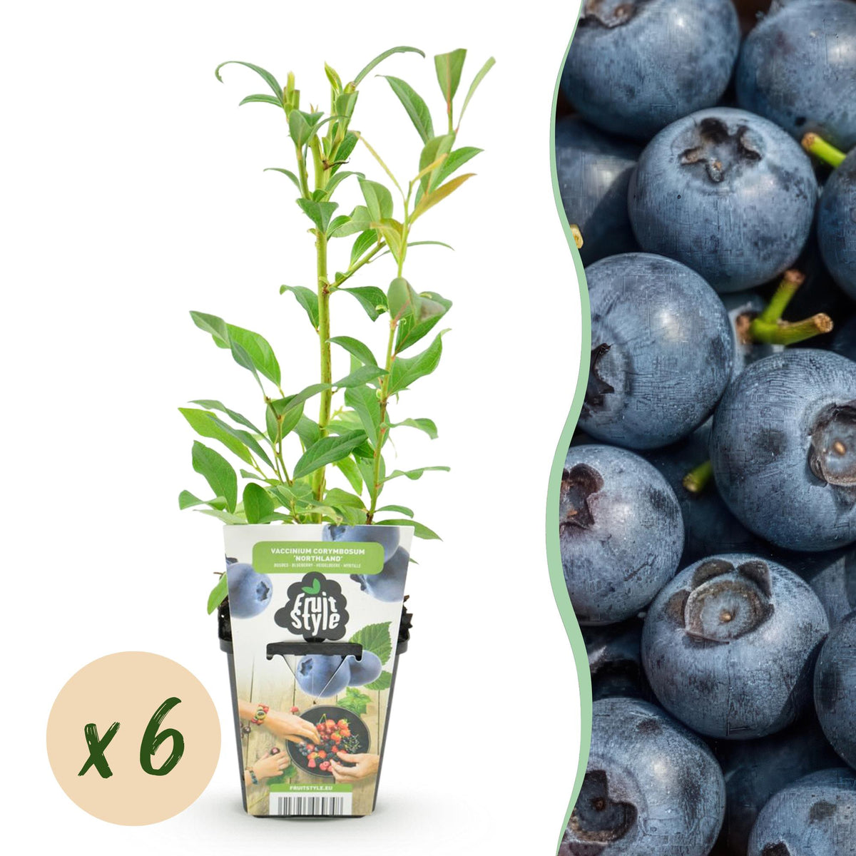 Blaubeere Vaccinium corymbosum Northland winterhart 3 Pflanzen Ø9cm Höhe30cm – Aromatische Blaubeere für Garten Balkon & Terr