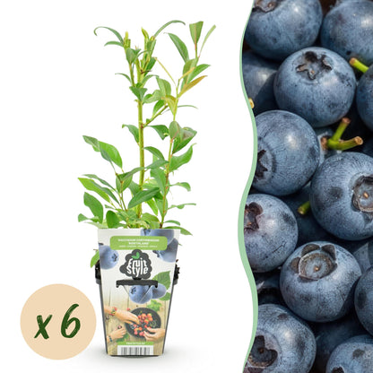 Blaubeere Vaccinium corymbosum Northland winterhart 3 Pflanzen Ø9cm Höhe30cm – Aromatische Blaubeere für Garten Balkon & Terr