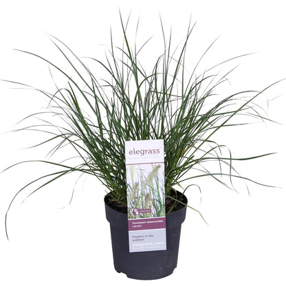 Lampenputzergras - Pennisetum alopecuroides 'Hameln' - Ø14 - ↨30cm 