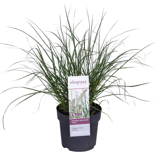 Lampenputzergras - Pennisetum alopecuroides 'Hameln' - Ø14 - ↨30cm 