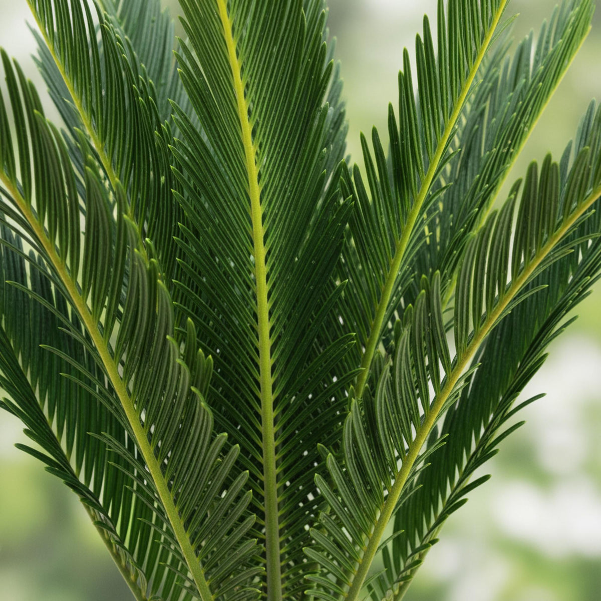 Cycas revoluta Sagopalmfarn – 45cm – 14cm – Pflegeleichte Zimmerpflanze mit fiederartigen Blättern – Exotischer Blickfang für Wohn- & Arbeitsräume 