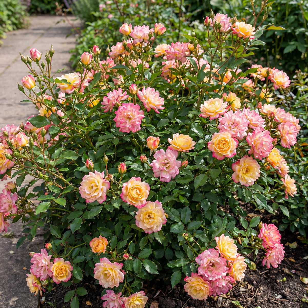 Green boutiQ - Gartenrose - Rosa Tricolor Fairy - Rose - Winterhart - Gelb-Rosa - 1 Pflanze - Topf 12cm - Höhe 20-25cm 