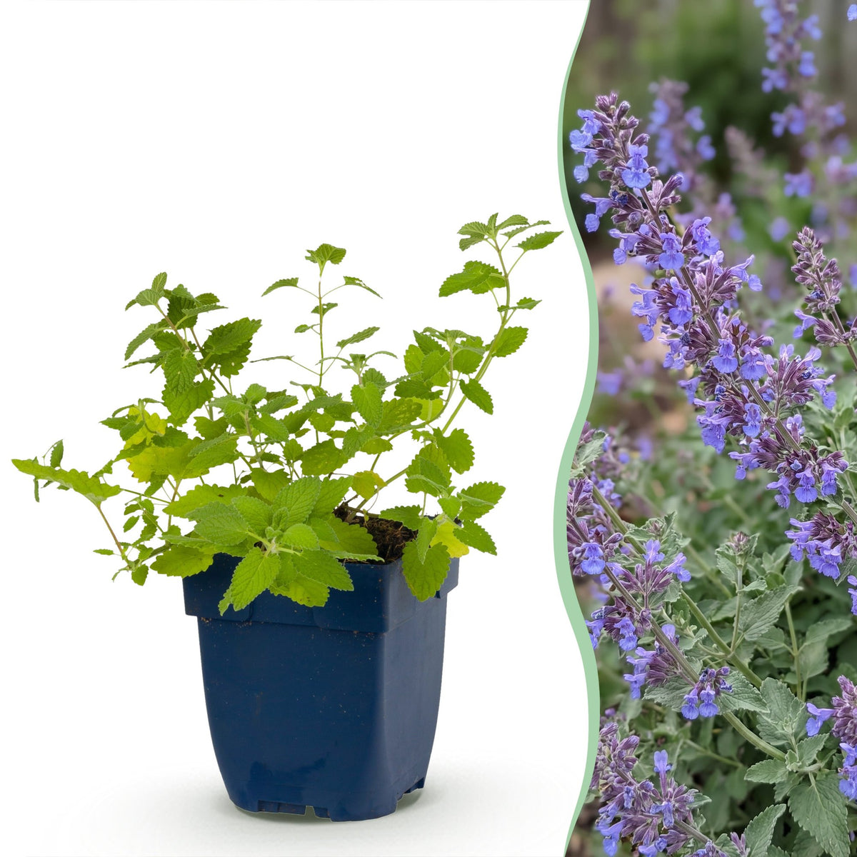 Katzenminze 'Six Hills Giant' – Nepeta faassenii 'Six Hills Giant' – Topf Ø11cm