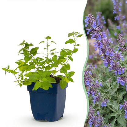 Katzenminze 'Six Hills Giant' – Nepeta faassenii 'Six Hills Giant' – Topf Ø11cm