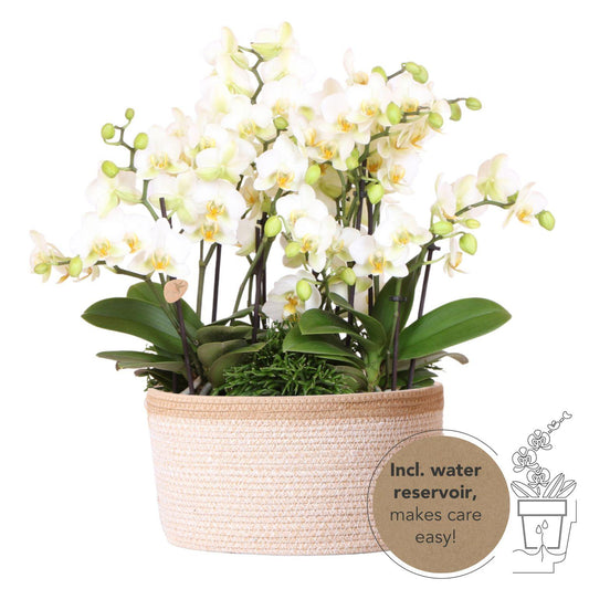 Kolibri Orchids | weißes Pflanzenset im Baumwollkorb inkl. Wassertank | drei weiße Orchideen Lausanne 9cm und drei Grünpflanzen | Dschungelstrauß weiß mit autarkem Wassertank 