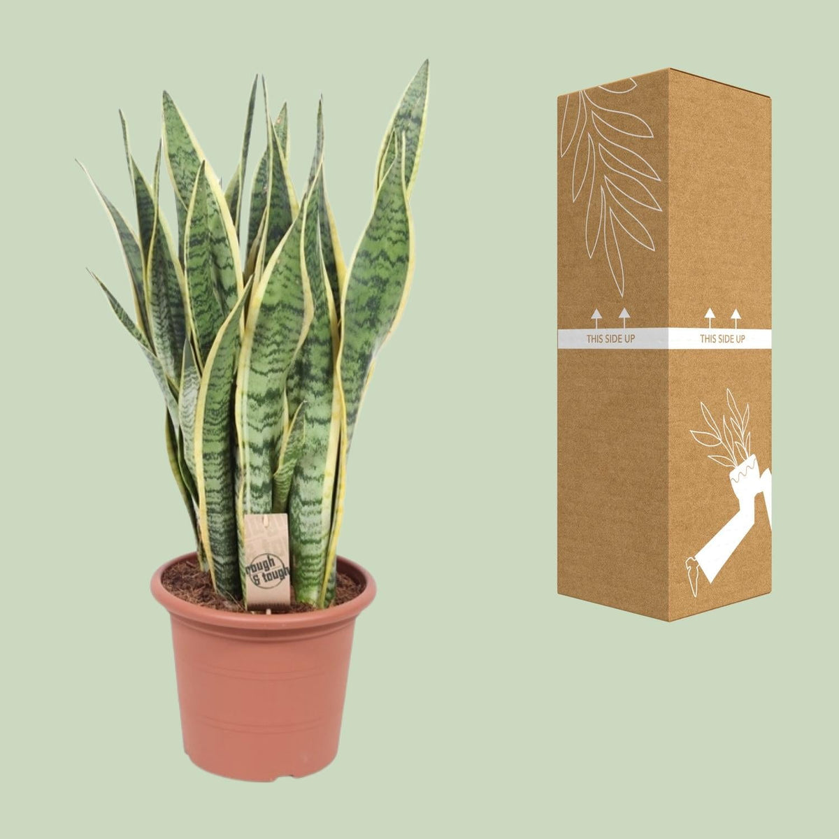 Bogenhanf - Sansevieria Trifasciata Laurentii - Zimmerpflanze - Ø25cm - ↕85cm 