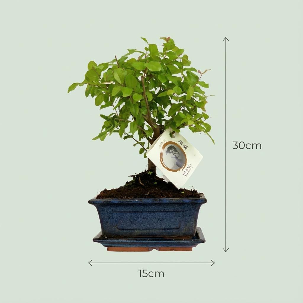 Bonsai Baum Set – 2 Pflanzen – Höhe 25–30cm – Kugelförmige Krone – Im dekorativen Keramiktopf – Miniaturbaum für Wohnraum Büro & Fensterbank 