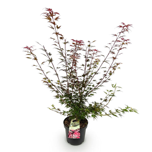 Japanischer Ahorn 'Shaina' – Acer palmatum 'Shaina' – Topf Ø26cm – Höhe 90cm – Ansicht 2