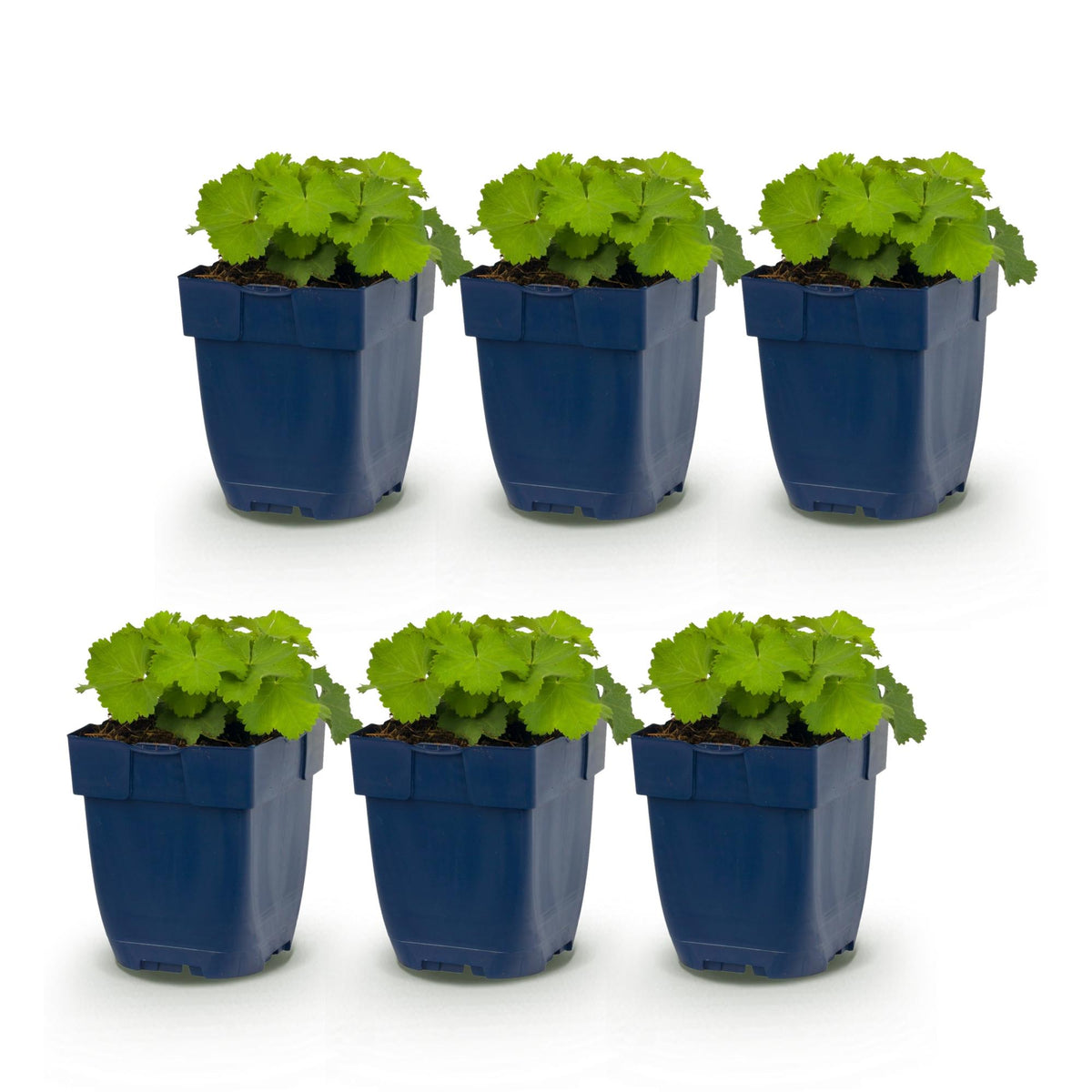 Frauenmantel – Alchemilla mollis – 6 Pflanzen – Topf Ø11cm – Bienenfreundliche Staude für Garten & Balkon – Ansicht 2