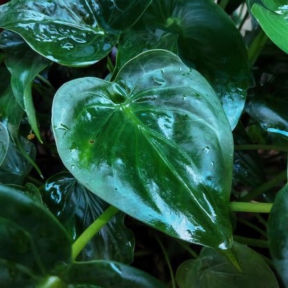 Green boutiQ - Zimmerpflanzen - Alocasia Cucullata - Buddha-Hand - Wenig Pflege - Grün - 1 Pflanze - mit Potter Weiß - Topf 21cm - Höhe 65-70cm 