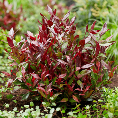 GreenboutiQ - Gartenpflanze - Leucothoe Little Flame - Rot - 1 Pflanze - Immergrün - Wenig Pflege - Topf 17cm Höhe 40cm 