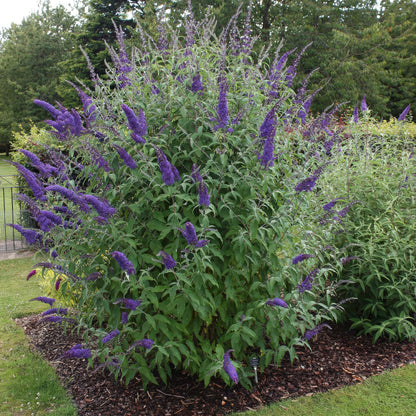 Green boutiQ - Garden Plant - Buddleja davidii Empire Blue - Butterfly Bush - Hardy - Blue - 3 Plants - Pot 17cm - Height 45cm 