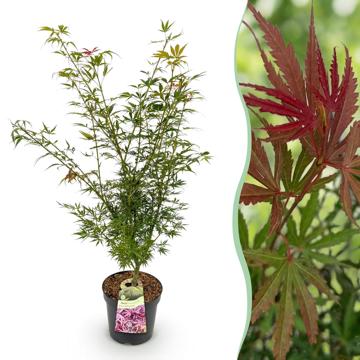 Green boutiQ - Gartenpflanze - Acer palmatum Jerre Swarts - Japanischer Ahorn - Laubabwerfend - Orange-Rot - 1 - Topf 26cm - Höhe 90cm 